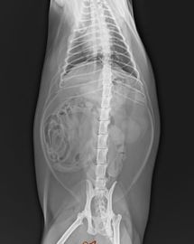 Good price فیلم شفاف تصویربرداری تشخیصی پزشکی PET Medical X Base 25 25 30 سانتی متر آنلاین